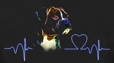 Boxer heartbeat.jpg